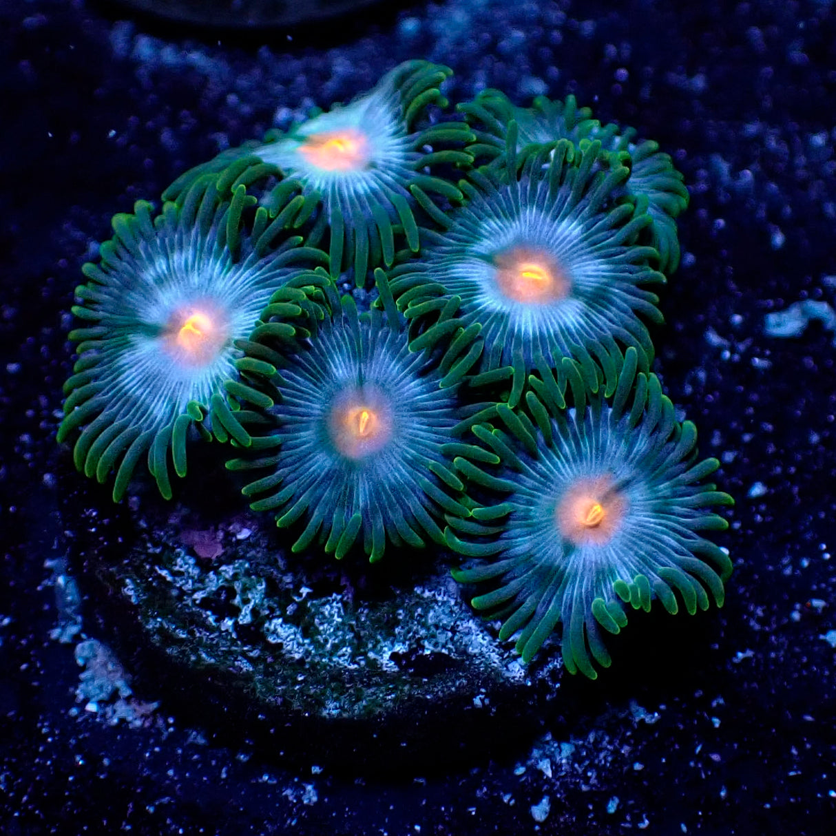 Blue Star Gazer Zoanthid 4-7 Polyp Frag