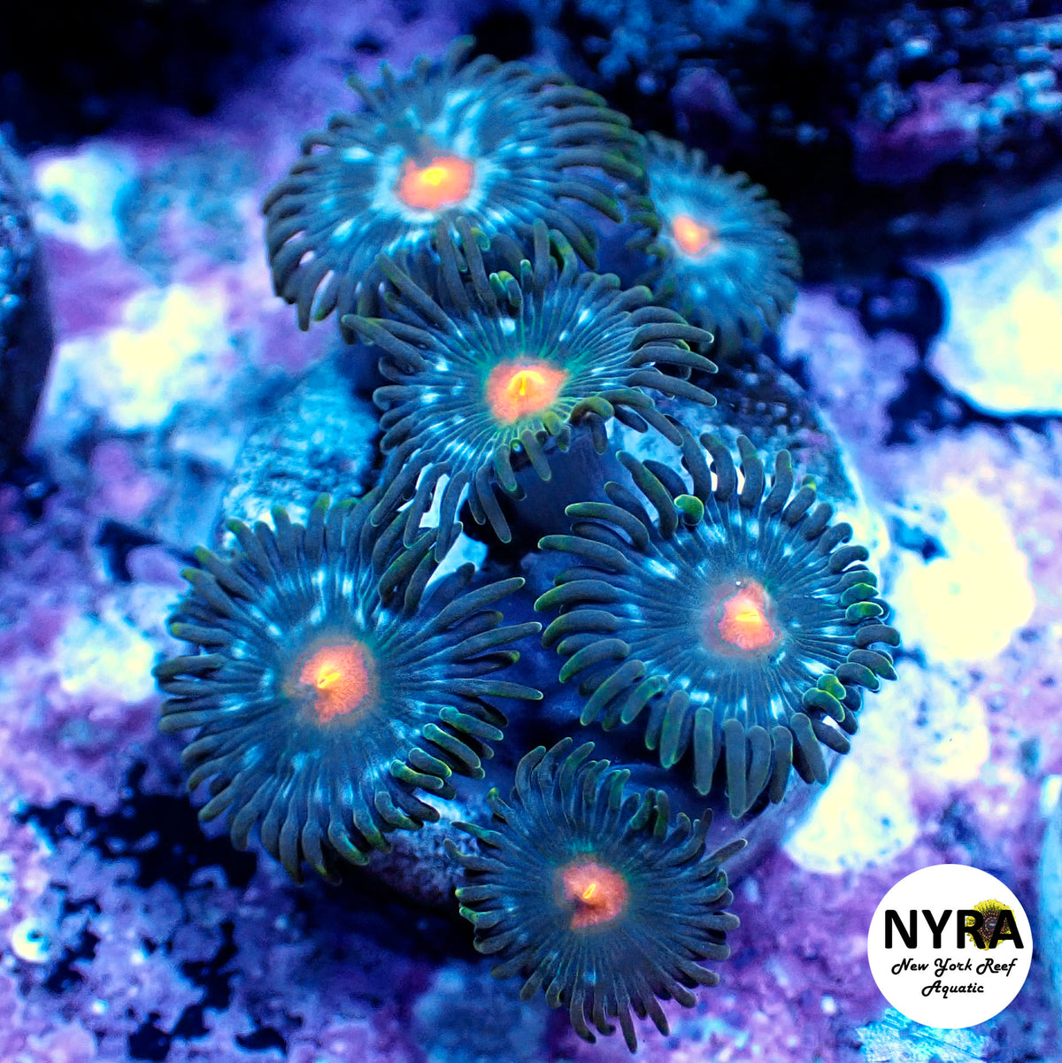 NYRA Blue Stargazer Zoanthid