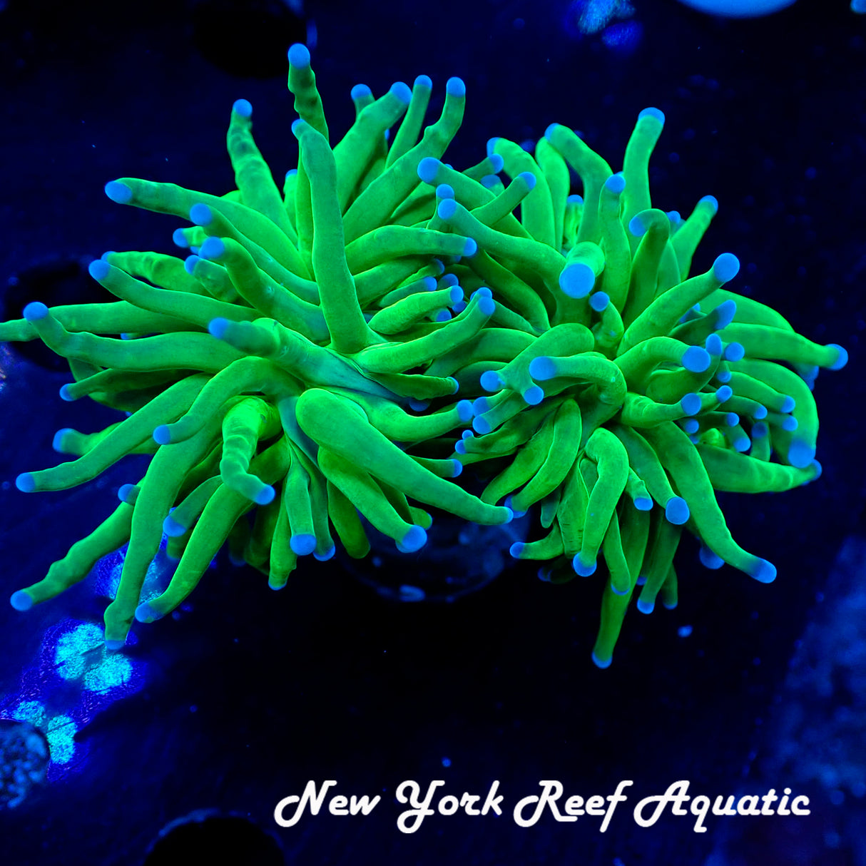 Blue Tip Cotton Candy Torch 1 Head