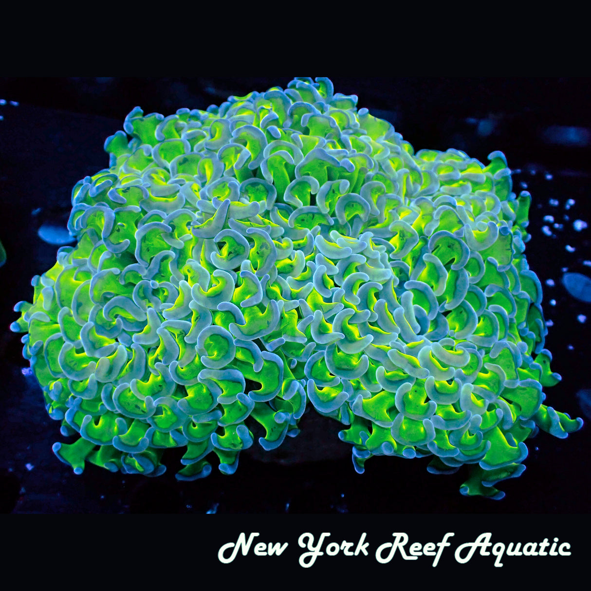 WYSIWYG Blue Tip Green Wall Hammer