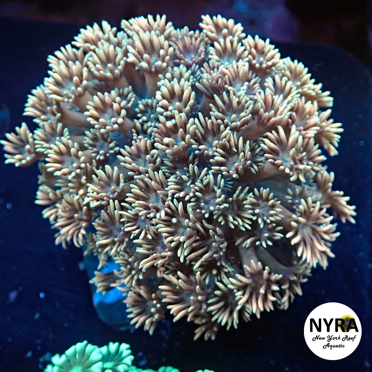 WYSIWYG NYRA Blush Bomb Goniopora Colony