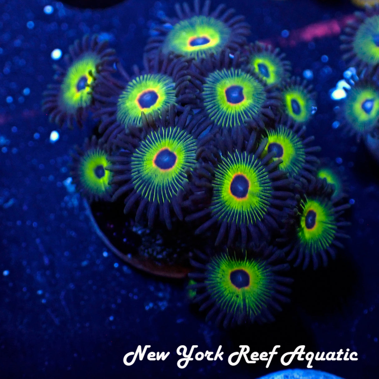 Bob Marley Zoanthid Zoanthid