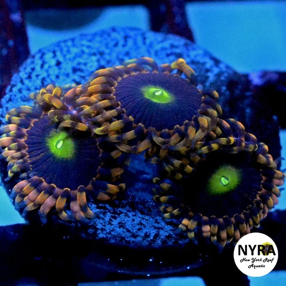 Bozos Birthday Zoanthid - 4-6 polyp frag