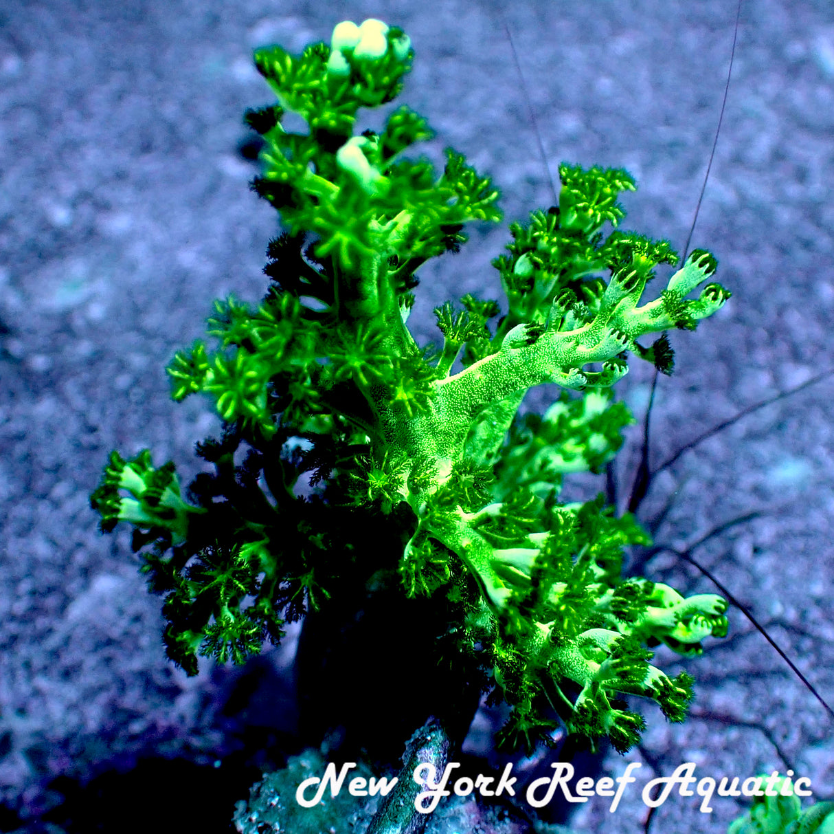 Japanese Bright Green Silunaria Frag