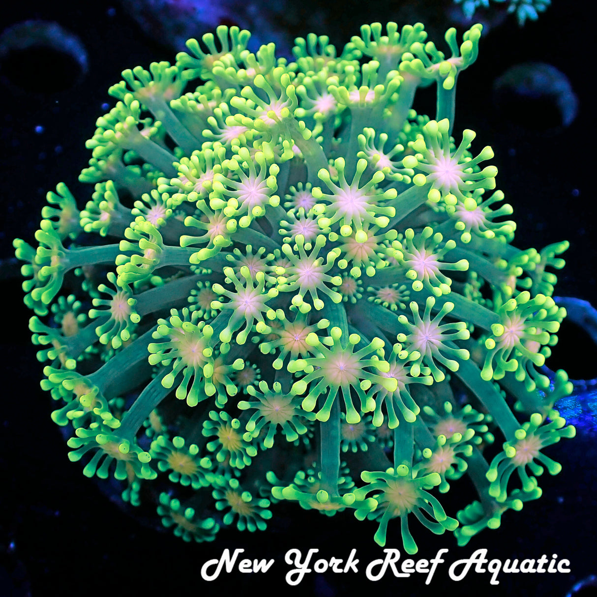 WYSIWYG Bright Green Peach Eye Alevepora 2.5in