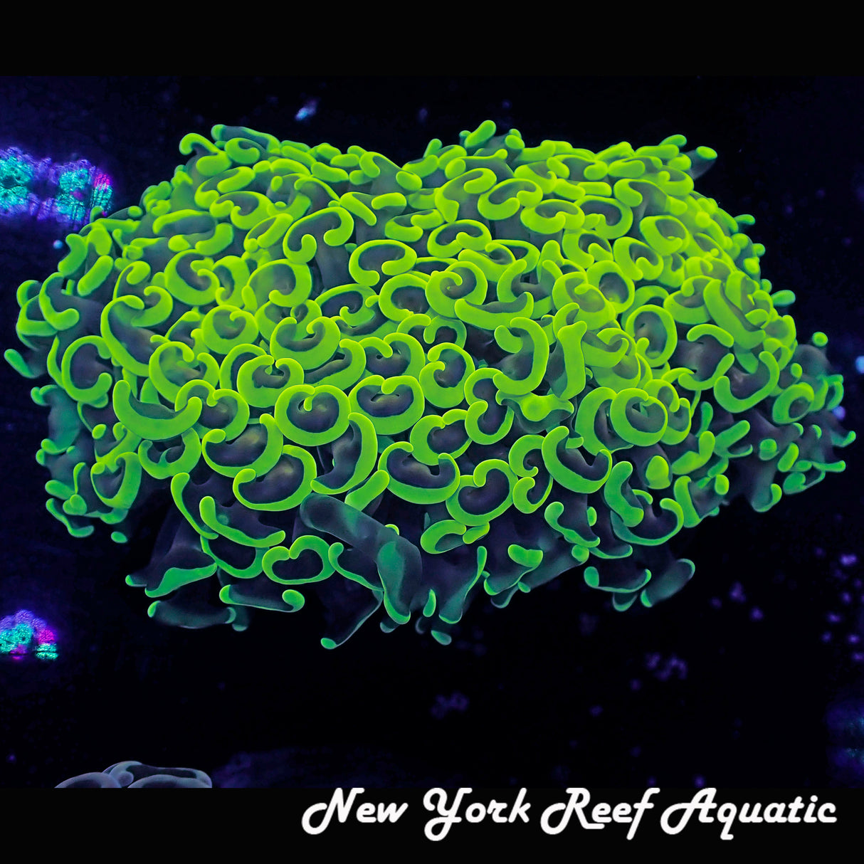 WYSIWYG Bright Green Wall Hammer