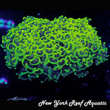 WYSIWYG Bright Green Wall Hammer