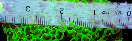 WYSIWYG Bright Green Wall Hammer