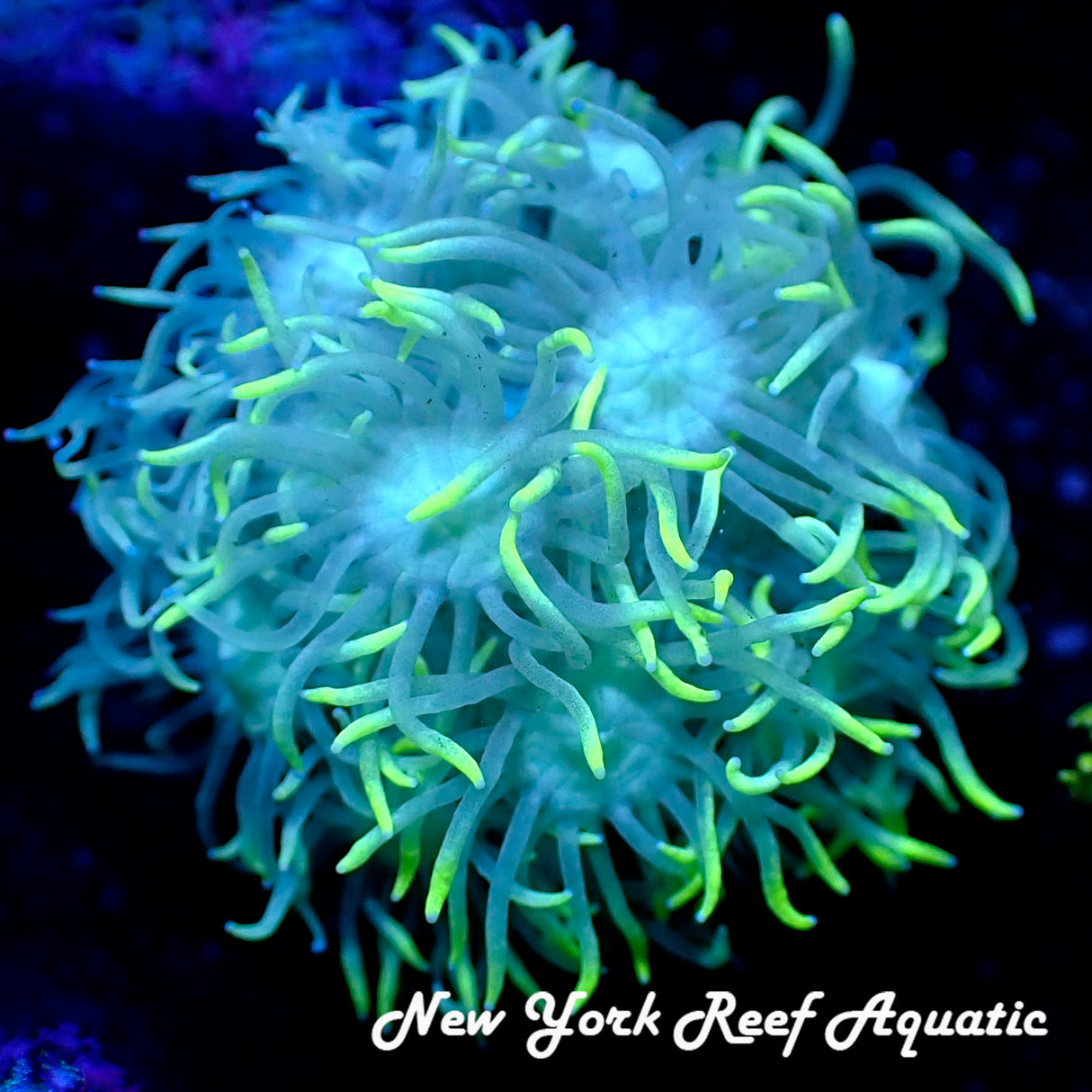 Bright Green Goniopora