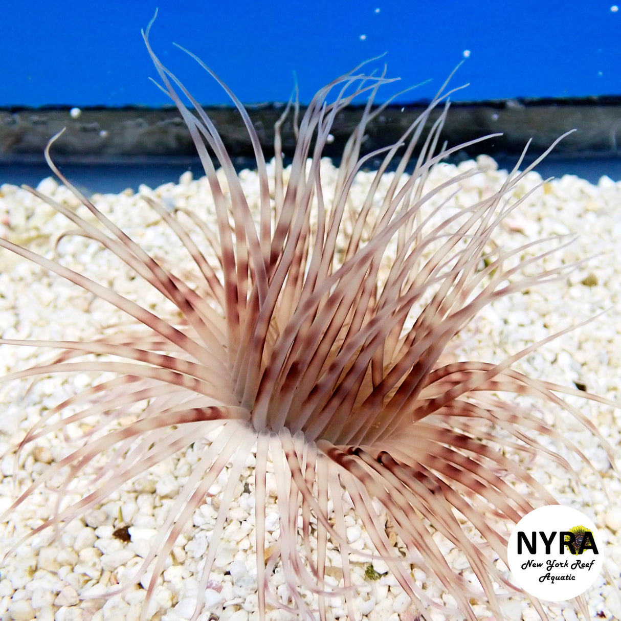 Burgundy Tube Anemone