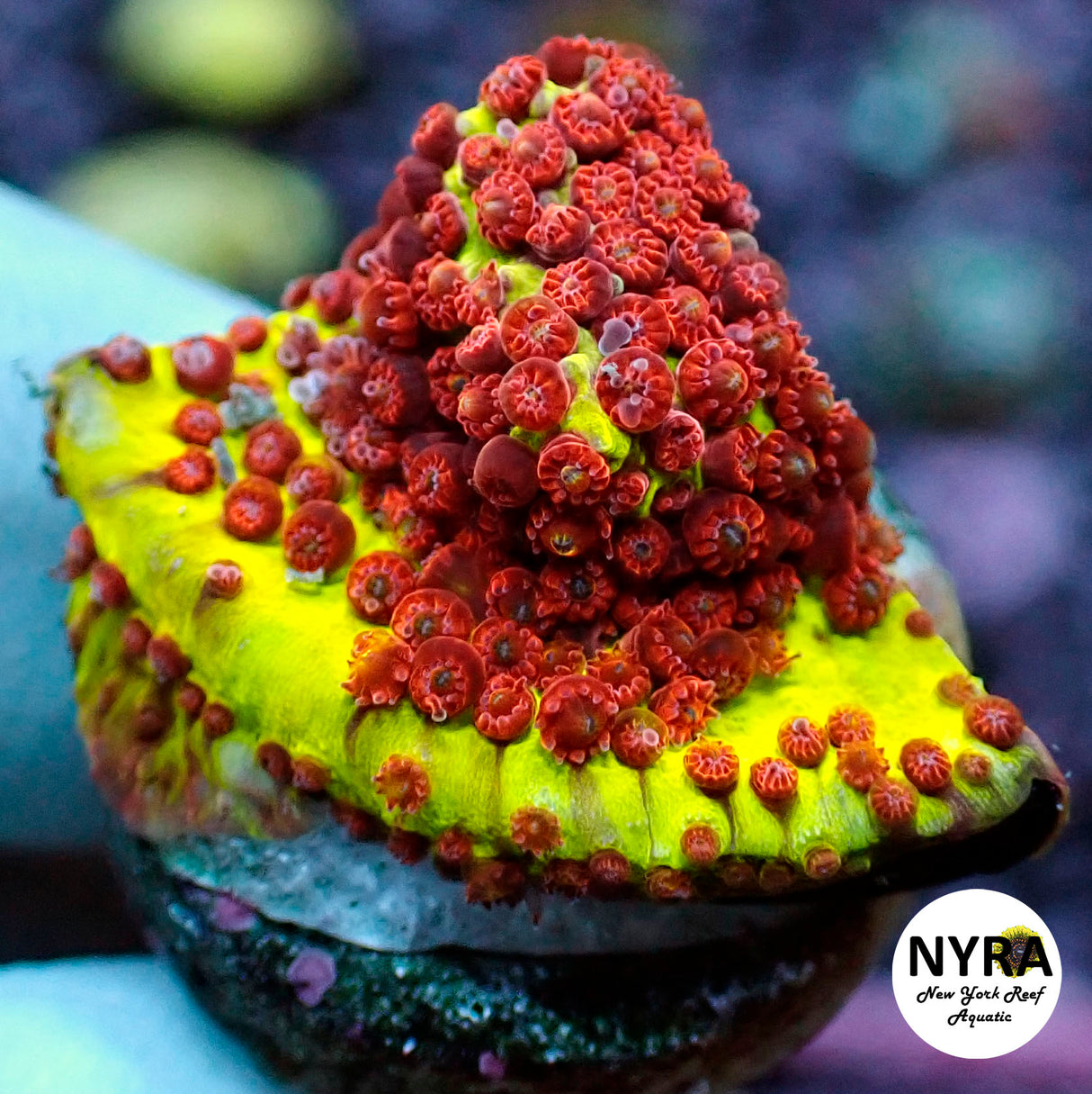 Burning Banana Stylo LPS