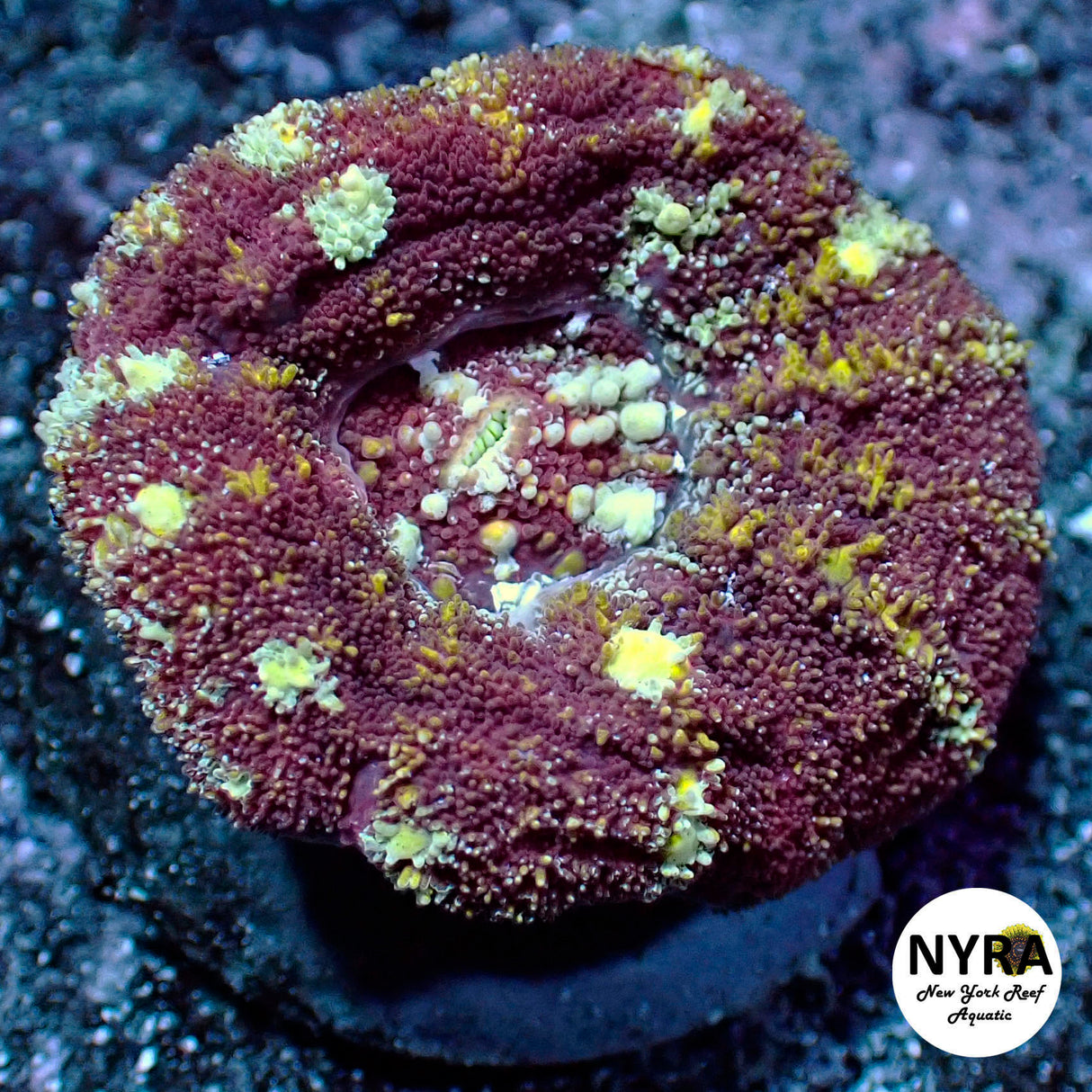 NYRA Asian Lobo 1 Head