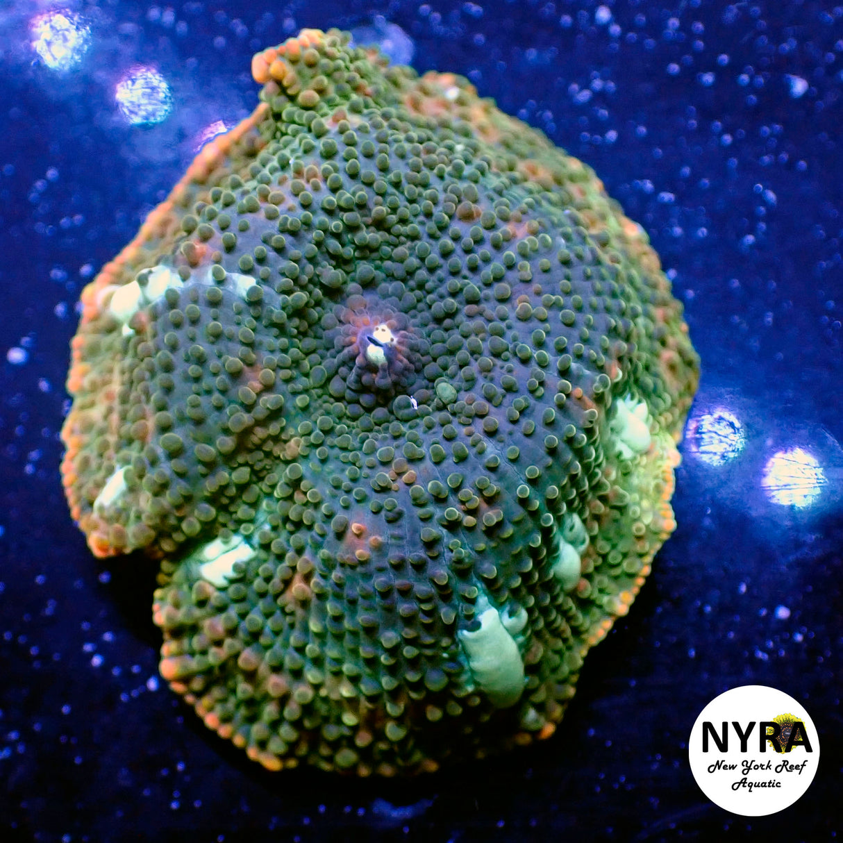 NYRA Acid Rampage Mushroom