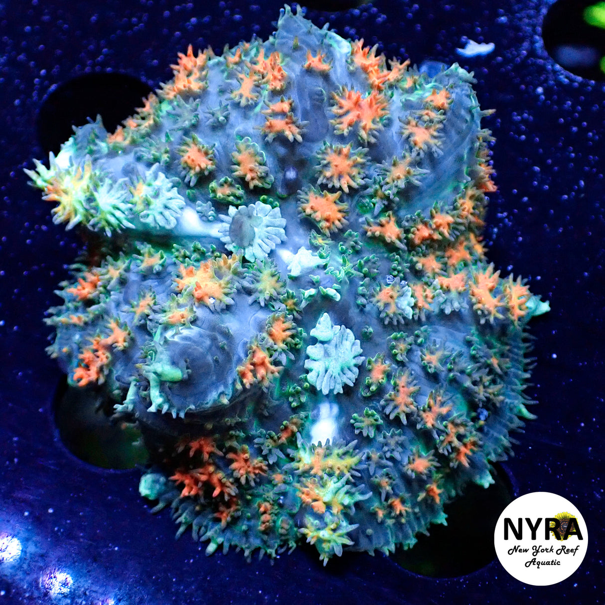 NYRA Bustamove Bounce Mushroom #1