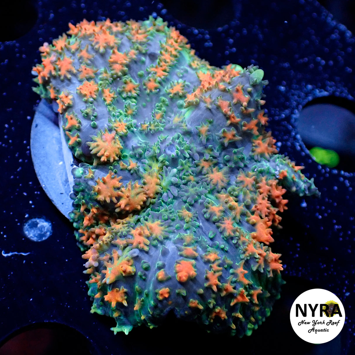 NYRA Bustamove Bounce Mushroom #2