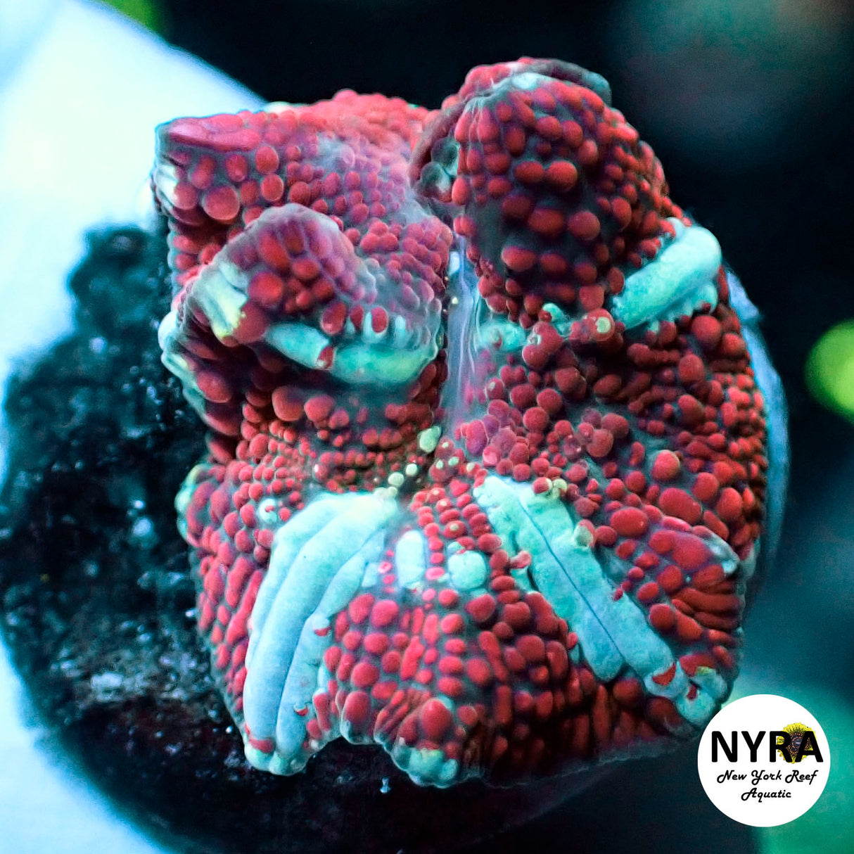 Red Interstellar Bounce Mushroom