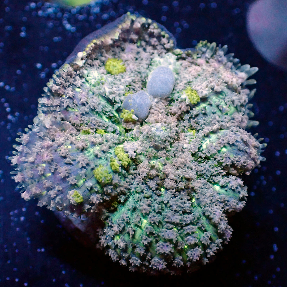 NYRA Saturn Ring Bounce Mushroom M Size