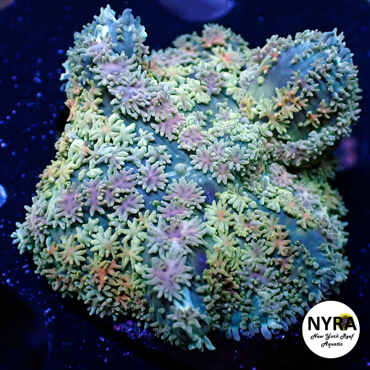 NYRA Big Planet Pin Cushion Bounce Mushroom