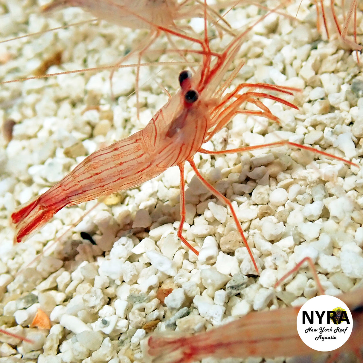 Peppermint Shrimp