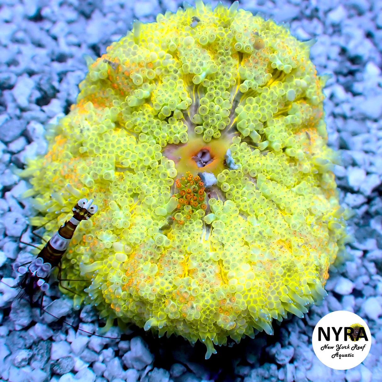 Yellow/Green Maxi Carpet Anemone