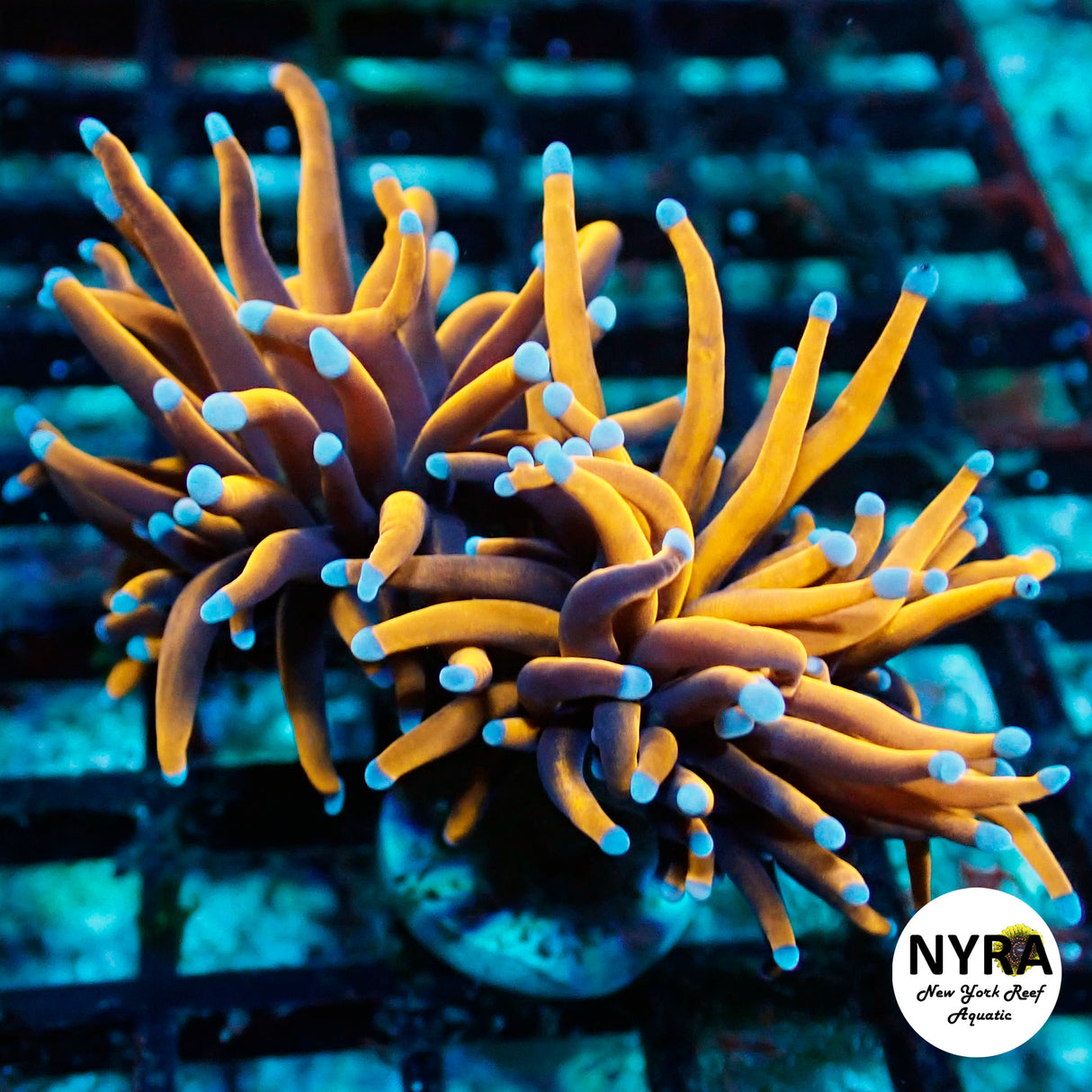 NYRA Cultured Gold Torch Blue Tip