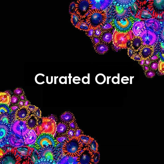 CURATED CHRIS G