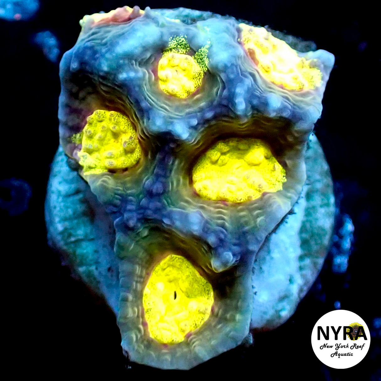 NYRA Cyclops Eye Chalice