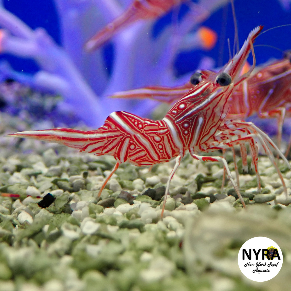 Camel Shrimp