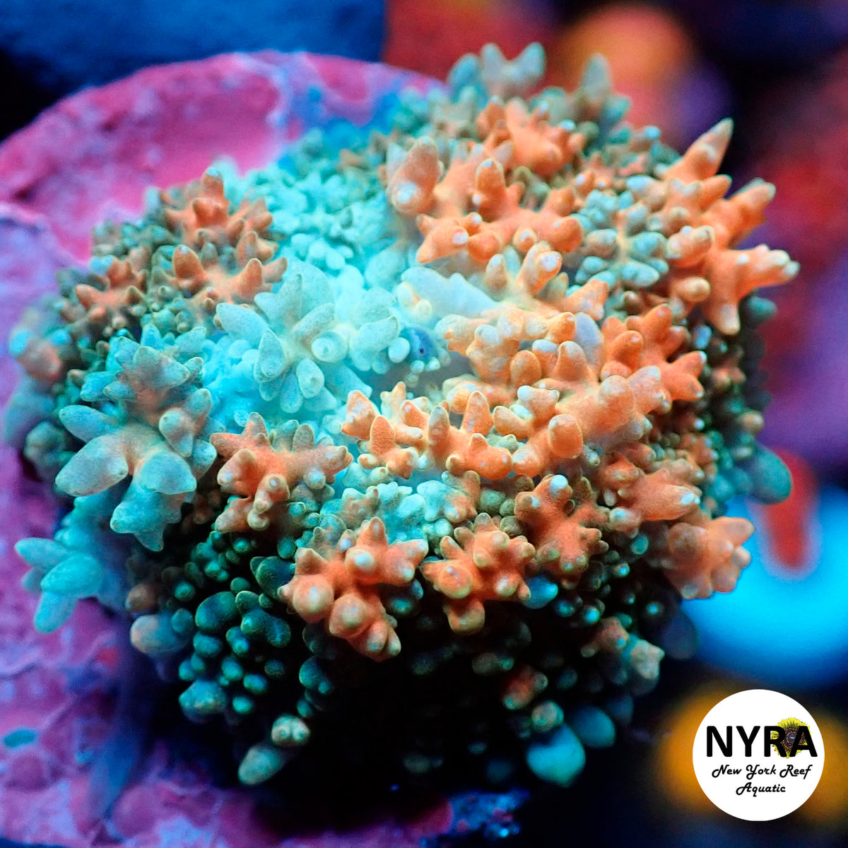 NYRA Carnival Pin Mushroom #1