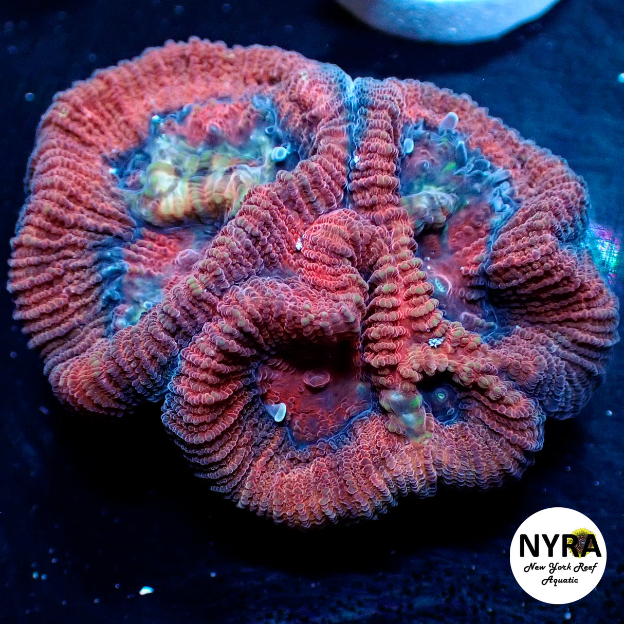 NYRA Cheesecake Favia