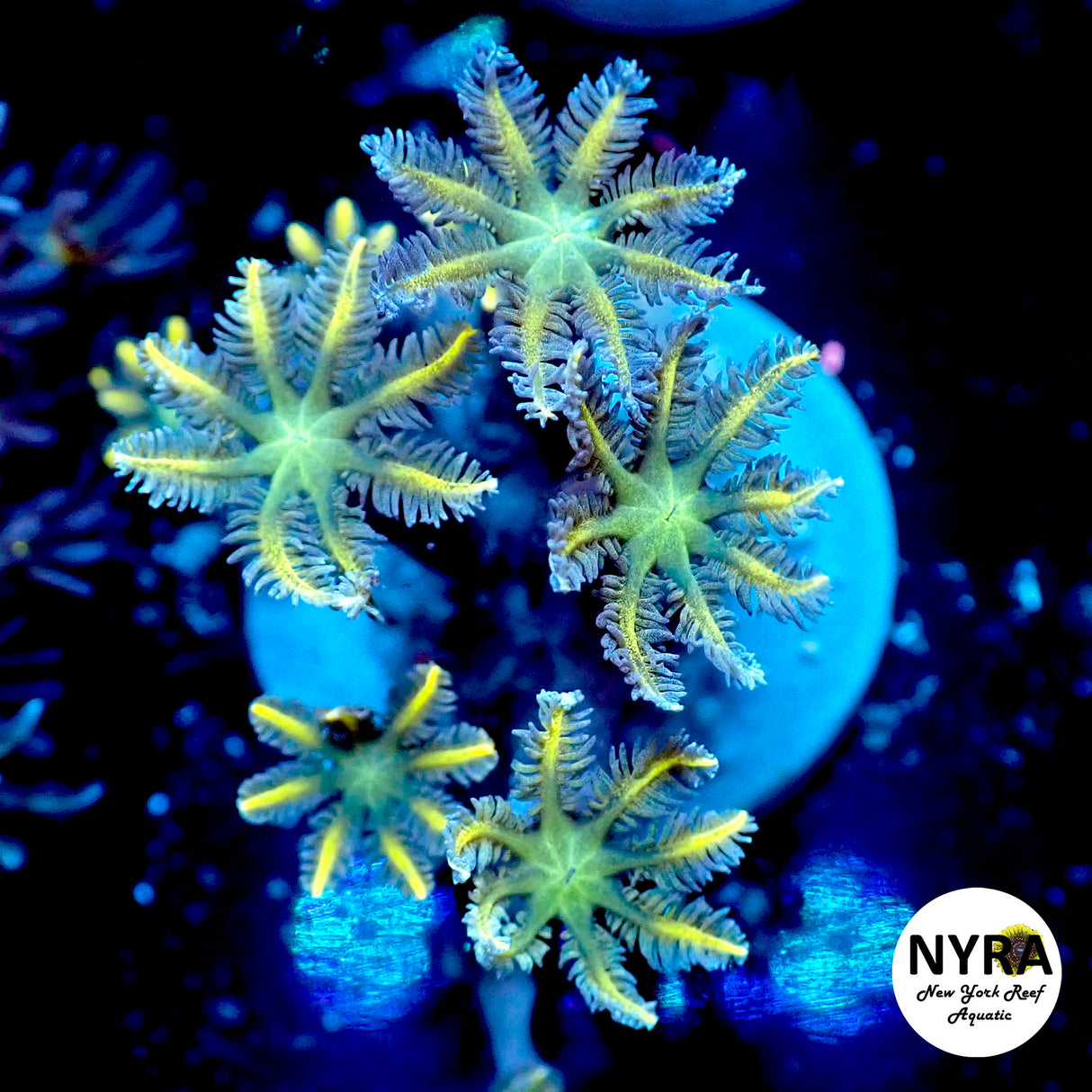 Clove Polyp Full Yellow
