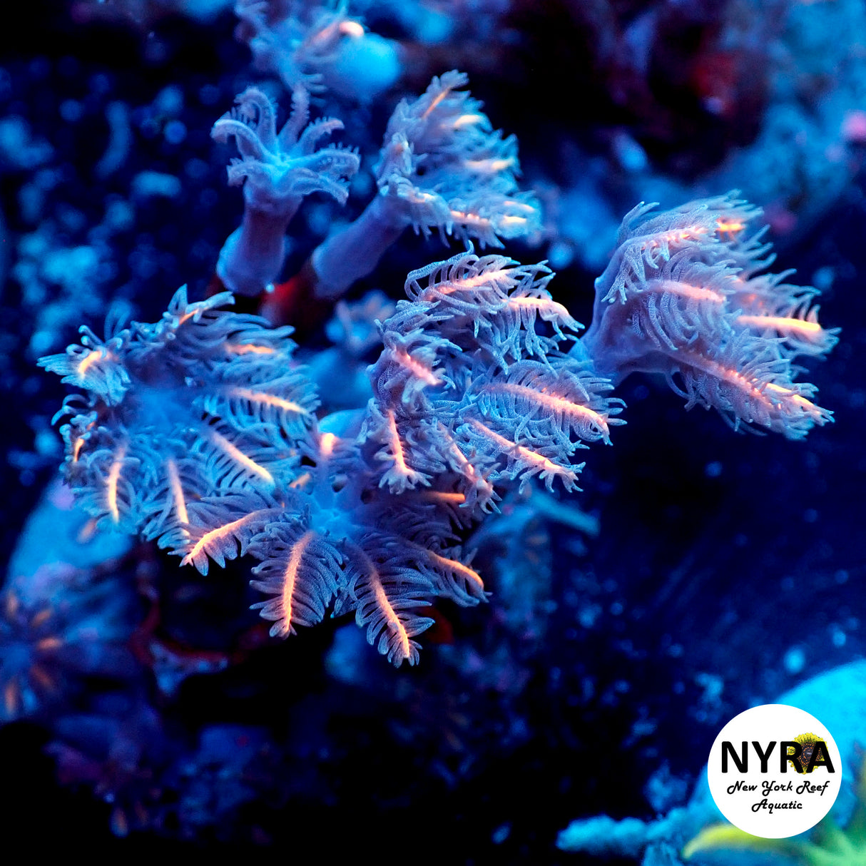 Clove Polyp Pink Blue