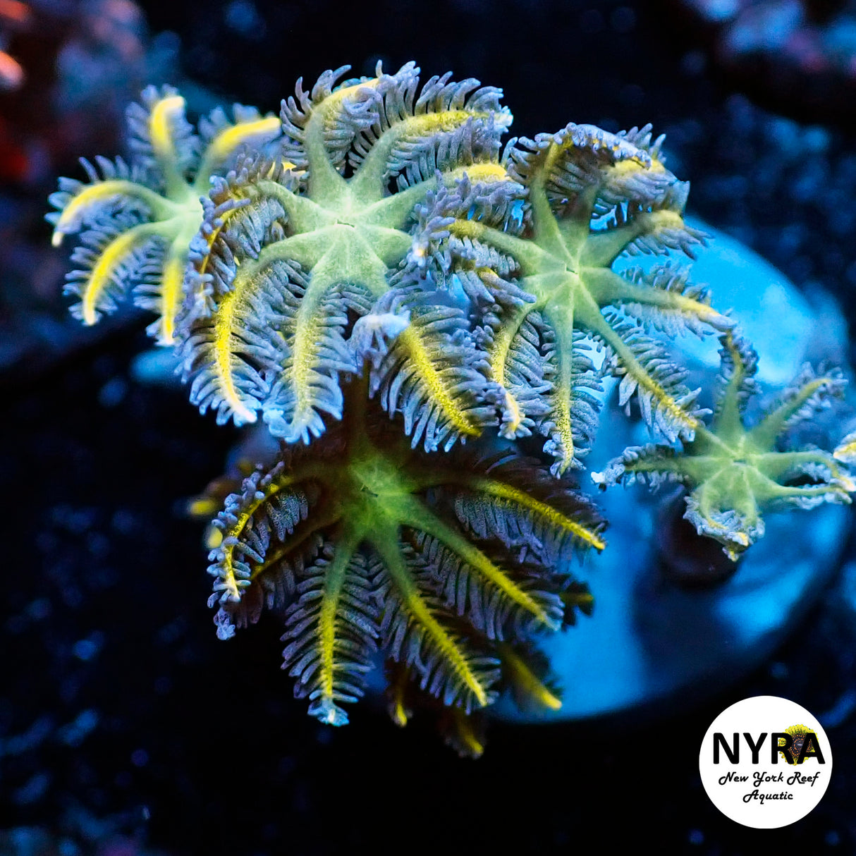 Clove Polyp Yellow Lash