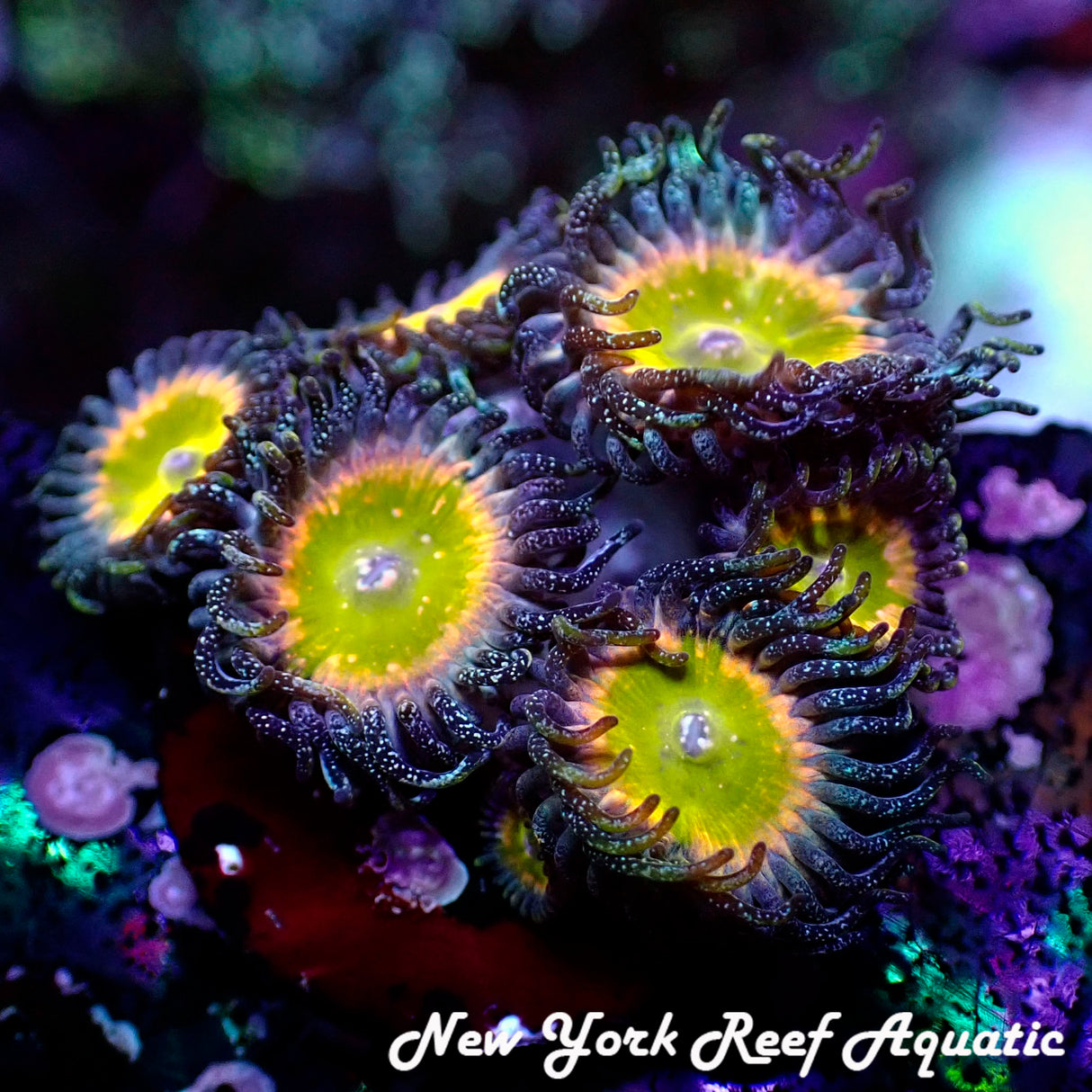 COSMIC RAINBOW ZOANTHID