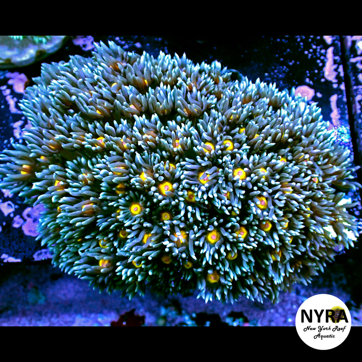 Colony Specials Goniopora WYSIWYG #2 FT2QC3