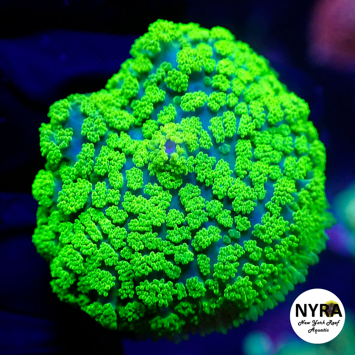 Creeping Forest Rhodactis Mushroom