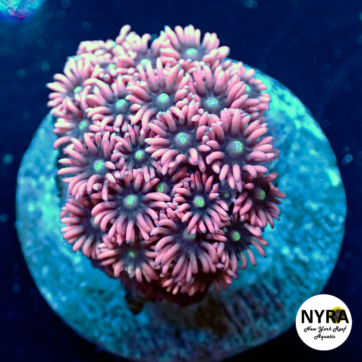 WYSIWYG NYRA Cupids Cluster Goniopora