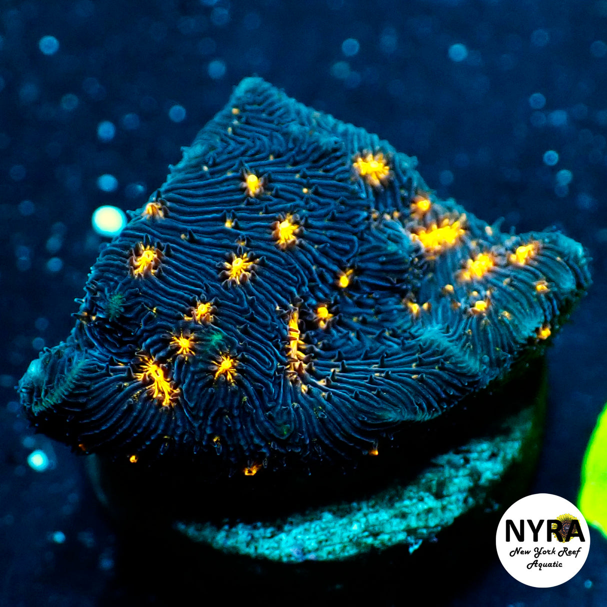 NYRA Nightlight Lepta