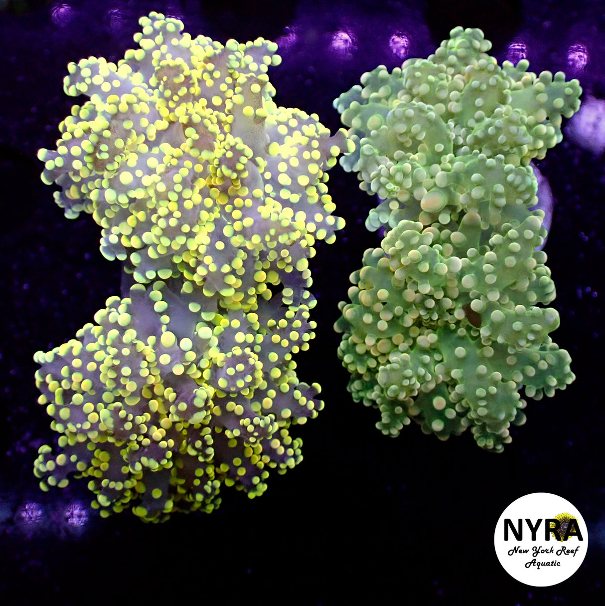 Yellow Frogspawn Double Head Frag (1 frag)