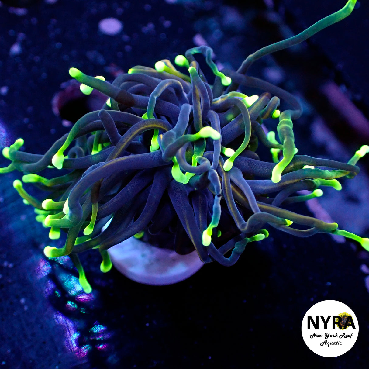 Dragon Soul Torch LPS - 1 Head