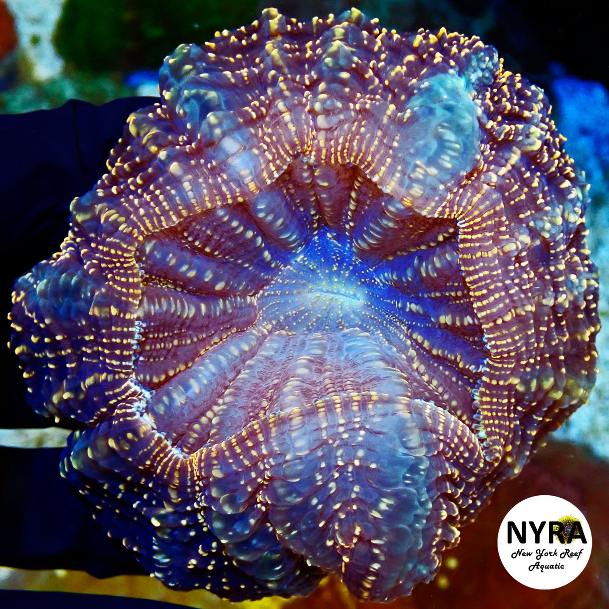 NYRA Starlit Acantho Meat Coral