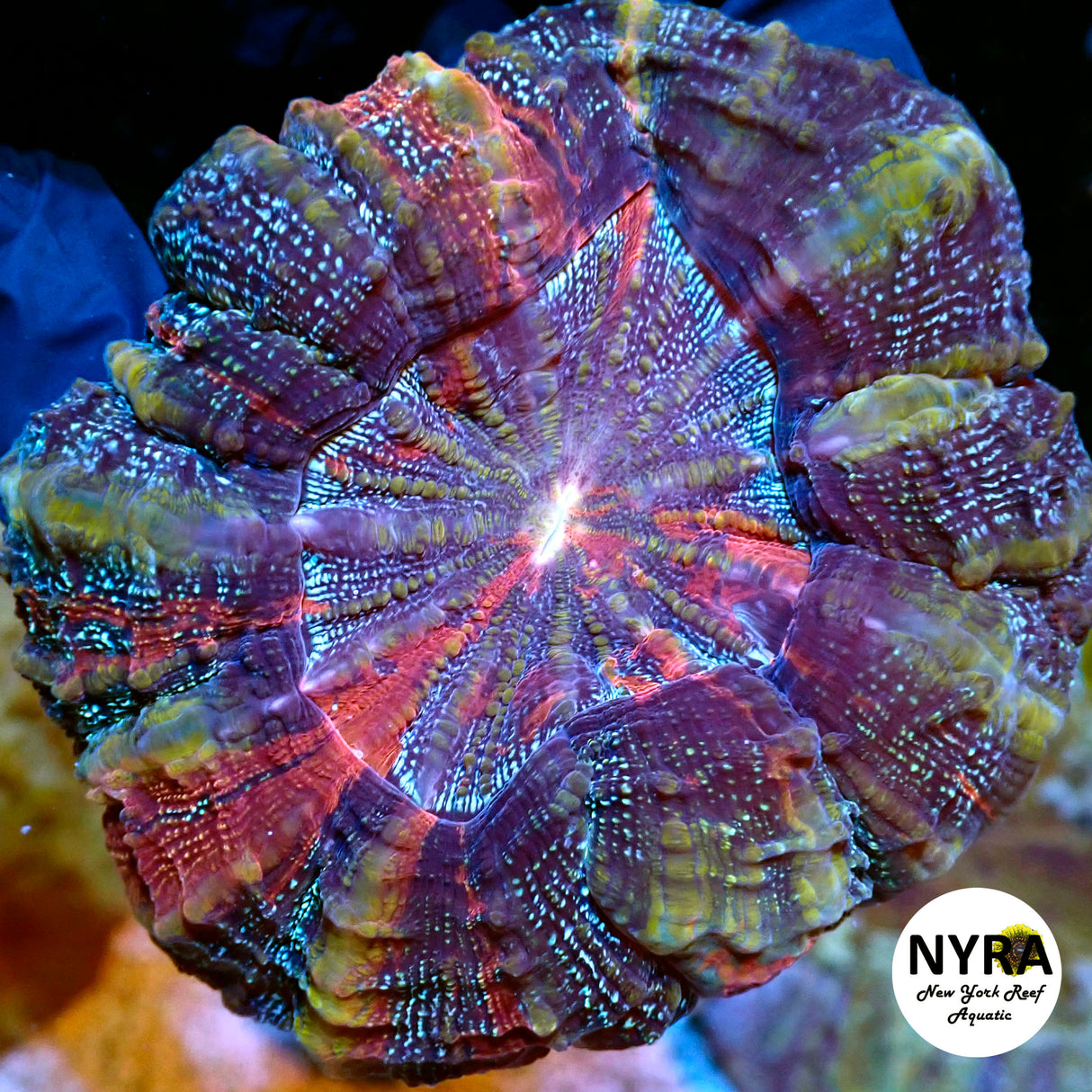 NYRA Jean Grey Acantho Meat Coral