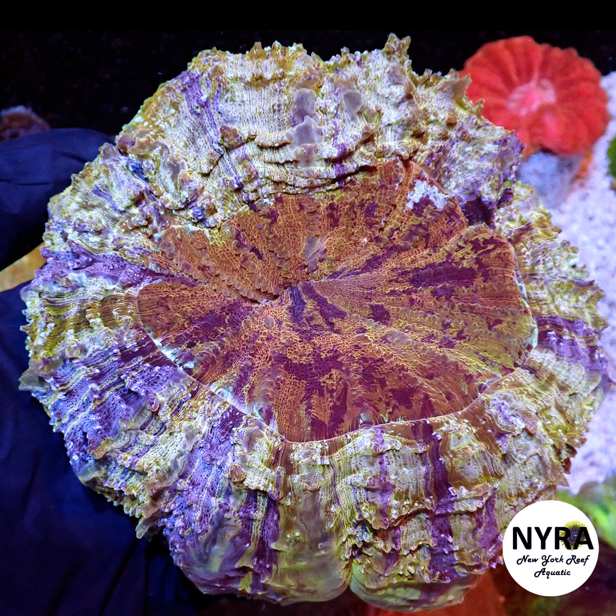 NYRA Plum Passion Acantho Meat Coral