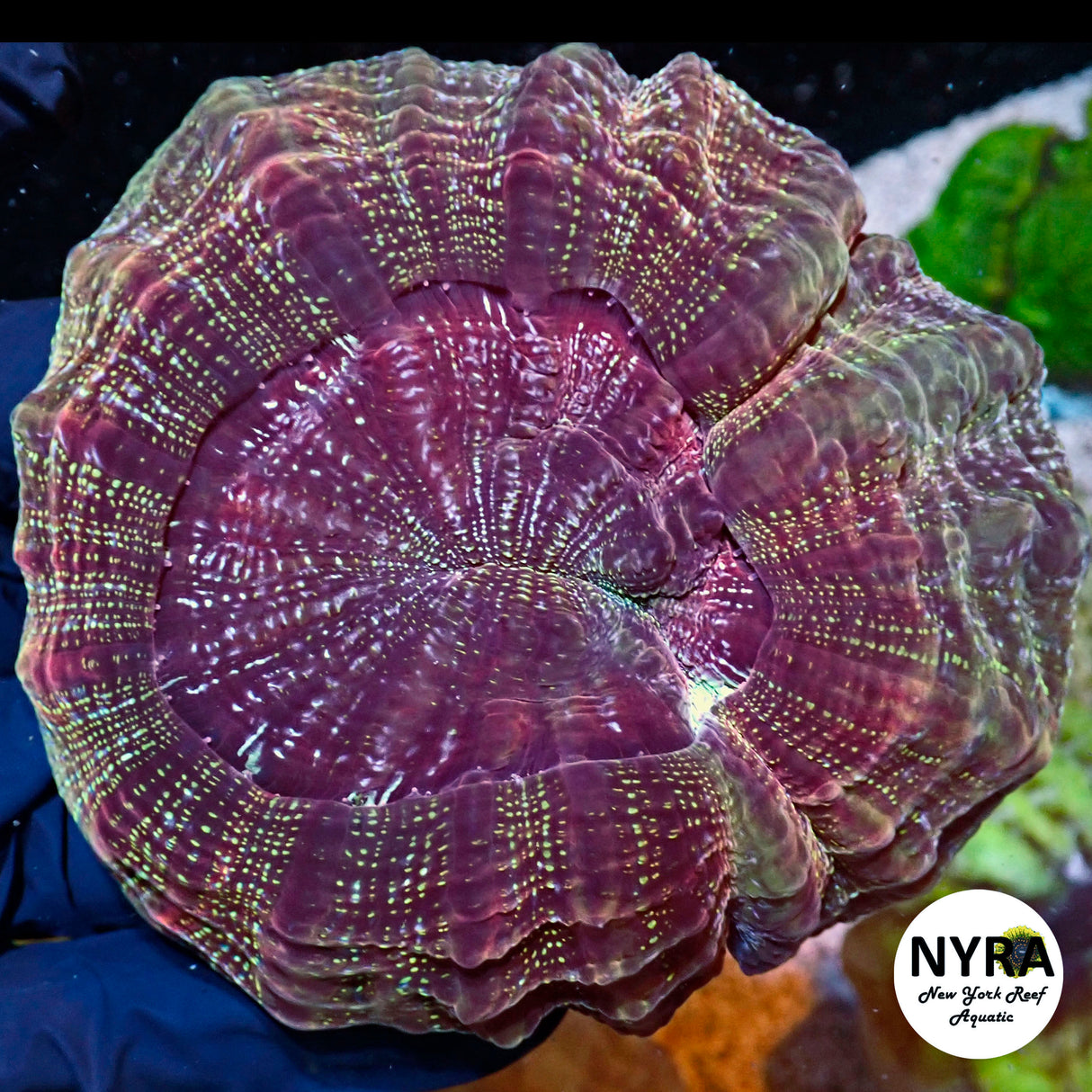 NYRA Sweet Kiss Acantho Meat Coral