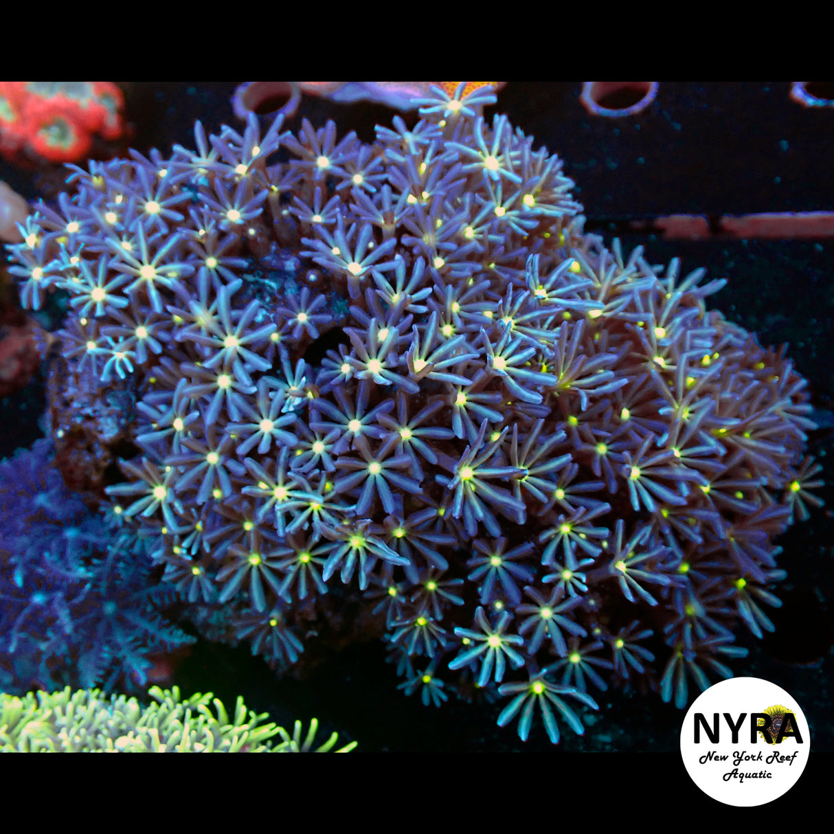 WYSIWYG Daisy Polyp Colony