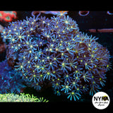 Daisy Polyp