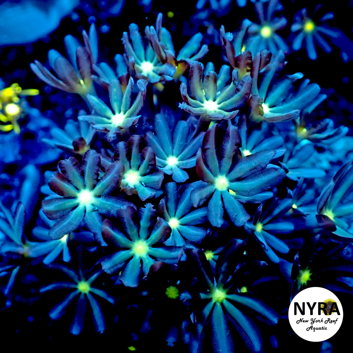 Daisy Polyp