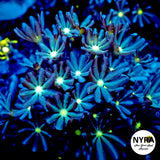 Daisy Polyp