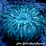 WYSIWYG Dark Blue Cynaria