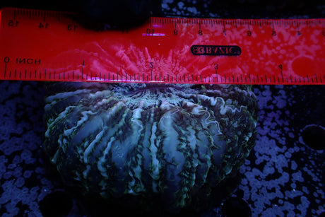 WYSIWYG Dark Blue Cynaria